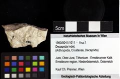 Foto (Objket + Etiketten) von Decapoda indet. 